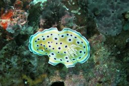 Zwillings Prachtsternschnecke (Chromodoris geminus)